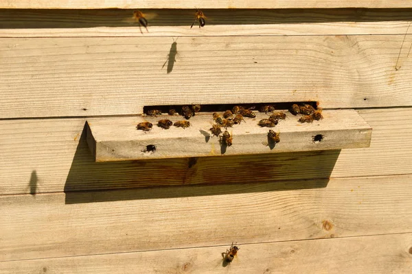 Drewniany ul. Dom dla pszczół na polu w lecie. — Zdjęcie stockowe