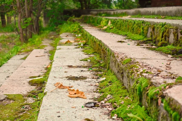 Vecchi gradini di cemento ricoperti di muschio verde . — Foto Stock