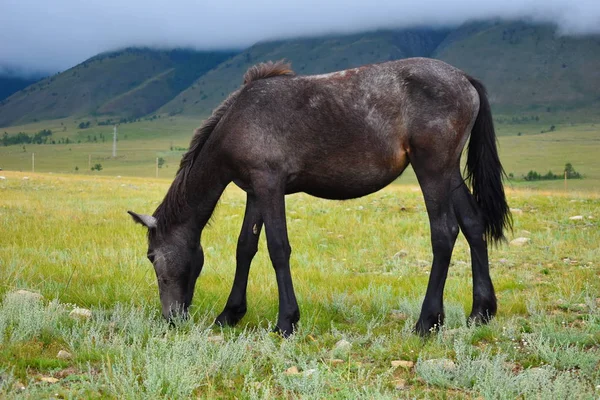 Un cavallo cammina nel campo in montagna con le nuvole . — Foto Stock
