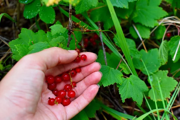 Rode aalbessen plukken in de tuin. — Stockfoto