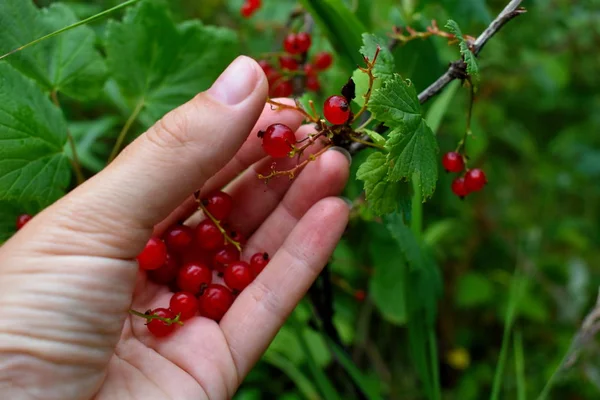 Picking red currants in the garden. — Stock Photo, Image