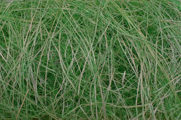 Green dry grass background.