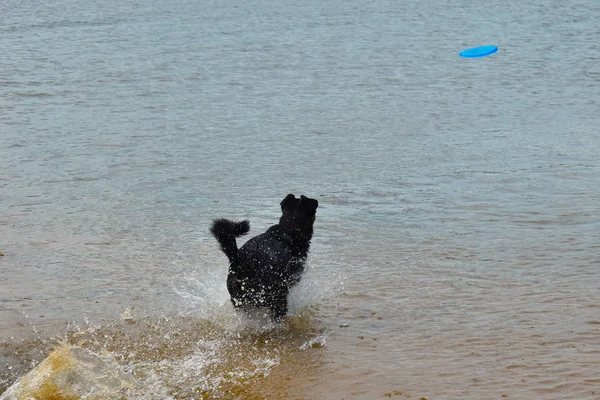 El perro negro está jugando en el agua. entrenamiento perro entrenamiento al aire libre —  Fotos de Stock