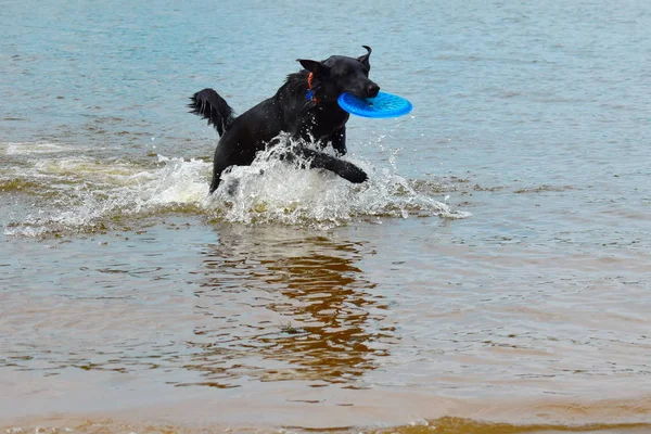 Siyah köpek suda oynuyor. eğitim köpek eğitim açık — Stok fotoğraf