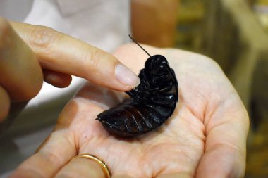 Avucunun içinde kocaman korkunç siyah Madagaskar hamamböceği. Büyük siyah beetl
