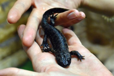 Kızın avuçlarında siyah kertenkele.