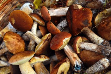 Mantar toplayıcı tam bir sepet toplandı . 