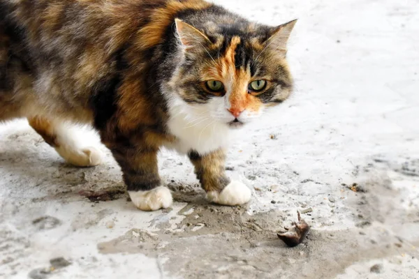 El gato es atrapado por un topo en el jardín . —  Fotos de Stock