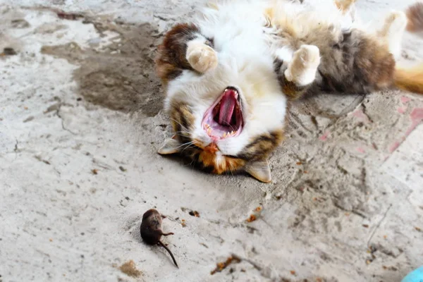 Il gatto viene catturato da una talpa in giardino . — Foto Stock