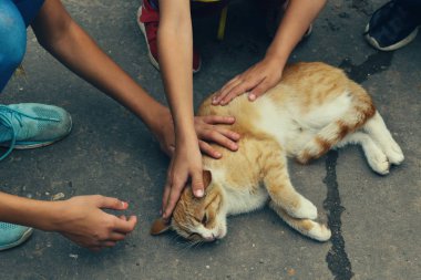 Sokakta evsiz bir kediyi okşatan çocuklar. 