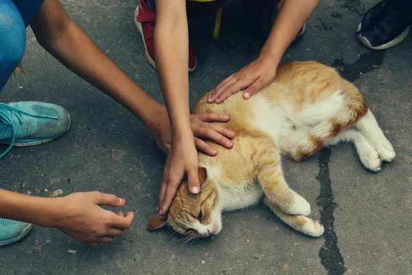 Children stroking a homeless cat on the street.