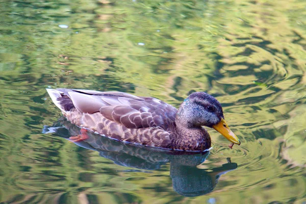 Ente schwimmt im Teich. — Stockfoto