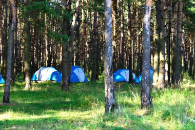 Yaz ormanında turist çadırları. Vahşi kırsal tatil.