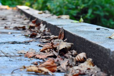 Autumn leaves on the ground. September background.