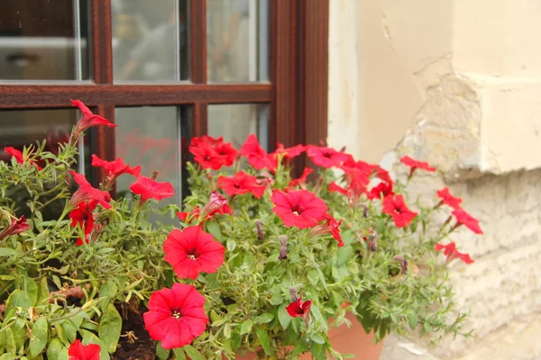 Street floral decor. Flowers in flowerpots on the window. — Stock Photo, Image