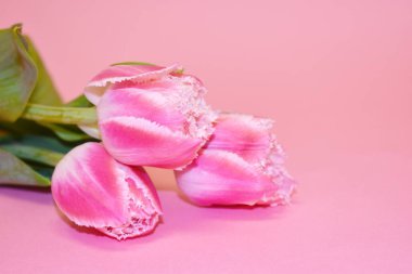 Anneler Günü geçmişi. Kopyalama alanı.