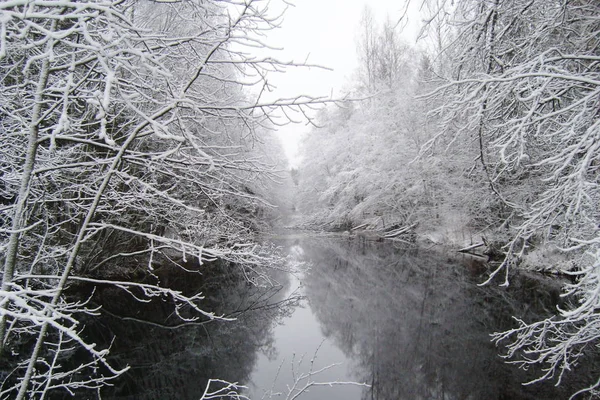 Pintoresco bosque de invierno y río . —  Fotos de Stock