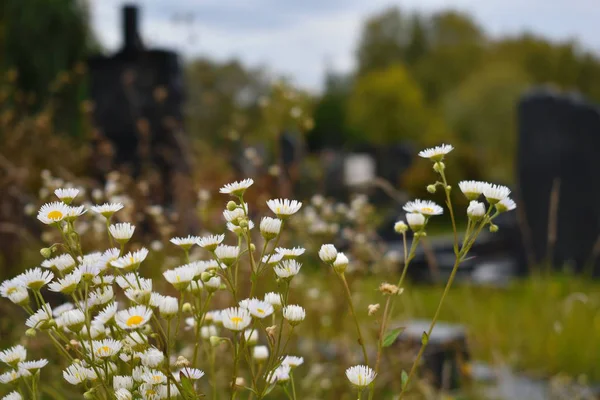 Flores en el cementerio. Flores silvestres en las tumbas . — Foto de Stock