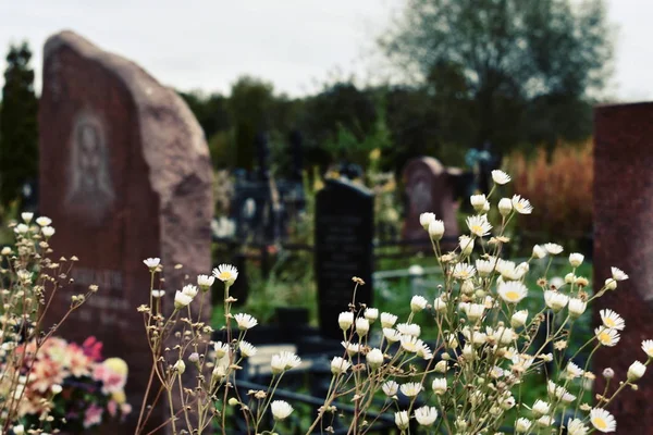 Flores en el cementerio. Flores silvestres en las tumbas . — Foto de Stock