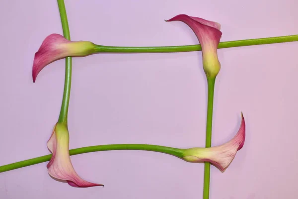 Postkarte mit Callas. schöne frische natürliche Calla-Blüten. Kopierraum — Stockfoto