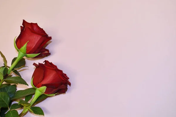 꽃무늬가 있는 천연색의 아름다운 분홍빛 배경. — 스톡 사진