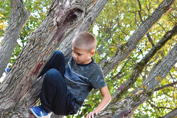 Мальчик лазает по деревьям. Веселое счастливое детство на свежем воздухе . — стоковое фото