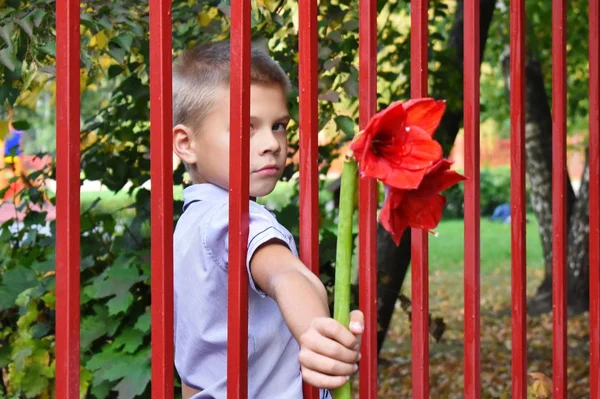 Seorang anak laki-laki memberikan bunga merah melalui pagar. Seorang anak di penangkaran . — Stok Foto