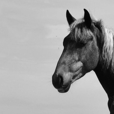 Vahşi bir atın vücudunun bir parçası. Bir hayvanın tek renkli fotoğrafı..