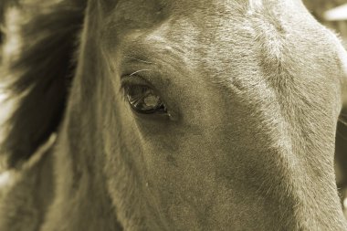 Vahşi bir atın vücudunun bir parçası. Bir hayvanın tek renkli fotoğrafı..