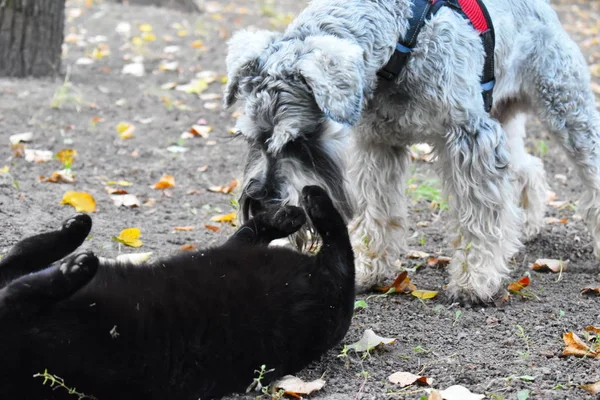 Nero randagio gatto è amici con un cane . — Foto Stock
