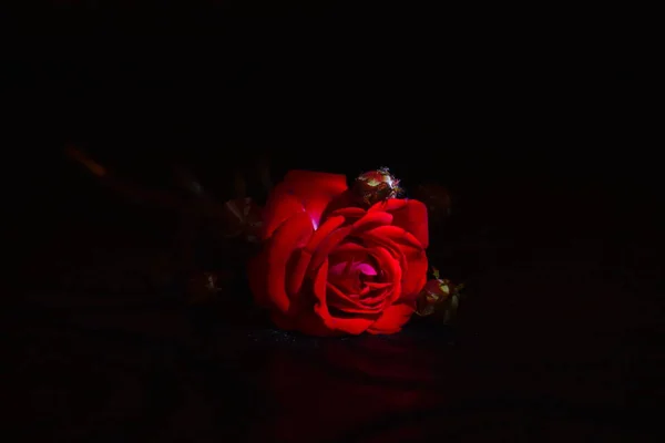 Rosa roja primer plano sobre un fondo de pantalla negro . —  Fotos de Stock