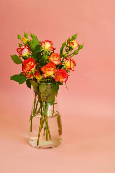 A bouquet of  roses in glass vase on  pink background. — Stock Photo, Image
