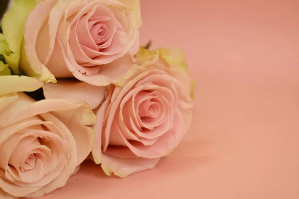 디자이너의 부드러운 분홍색 배경을 가진 꽃들. — 스톡 사진
