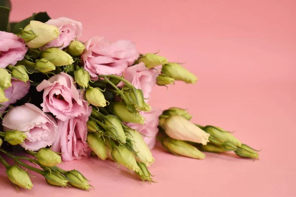 Gentle flowers on a pink background close-up with place for text — Stock Photo, Image