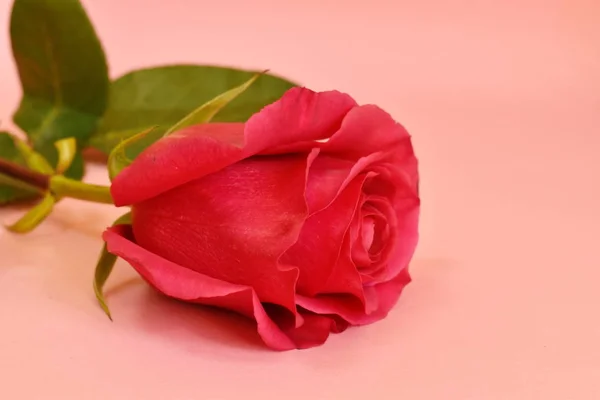 Fuchsia rose bud. Greeting card for women's day. Beautiful single rose on a pink background. — Stock Photo, Image