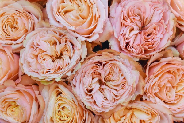 Fondo rosa tierno floral para el diseñador . —  Fotos de Stock