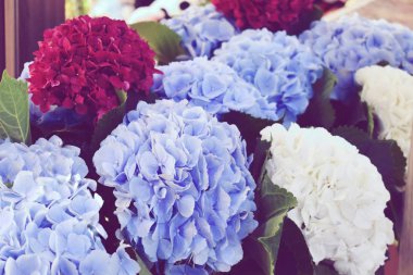 Renkli çiçek arkaplanı. Taze çiçekler..