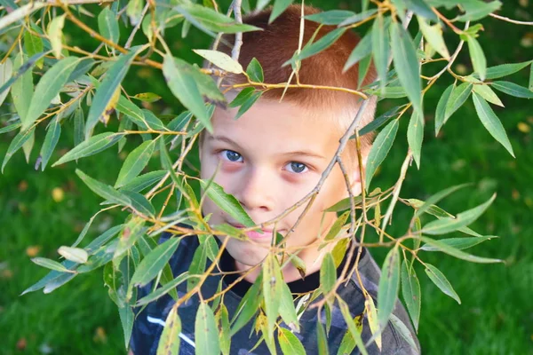 Хлопчик за листям. Хлопчик ховається на гілках дерева . — стокове фото