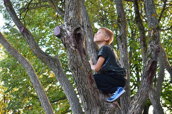 A boy climbs trees. Weekend with children in nature. — Stock Photo, Image