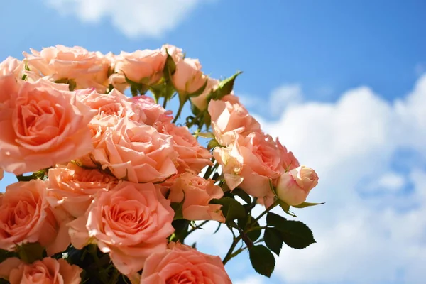 Rama de flores en un cielo azul. Delicadas flores frescas al aire libre . — Foto de Stock