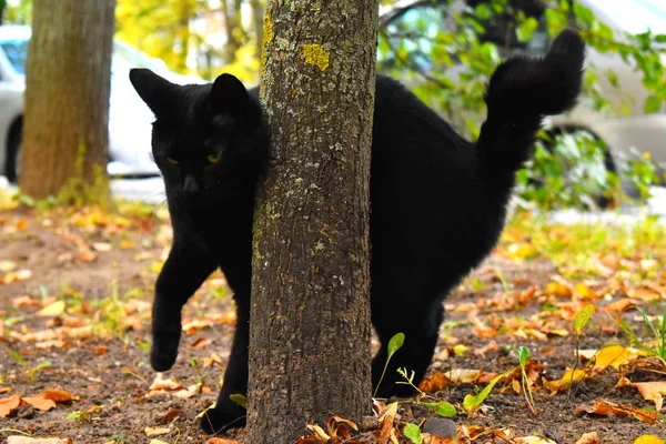 Negro calle gato ronronea en el parque . —  Fotos de Stock