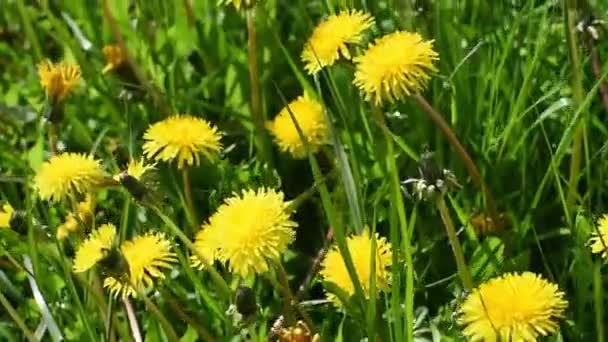 Denti di leone sul campo in una giornata di sole. Fiori selvatici freschi . — Video Stock