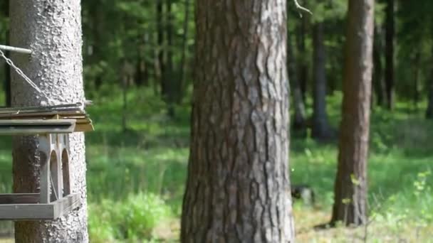 Protección de animales y aves silvestres. bosque protegido. Birdhouse con comida . — Vídeo de stock