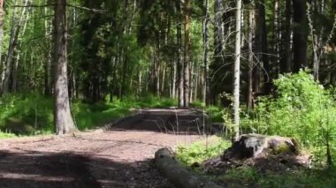 Yürüyüşçü kadın güzel ormanda yürüyor. Vahşi doğada tek başına yürümek..