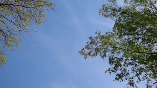 Céu azul em um fundo de árvores verdes altas em uma floresta — Vídeo de Stock