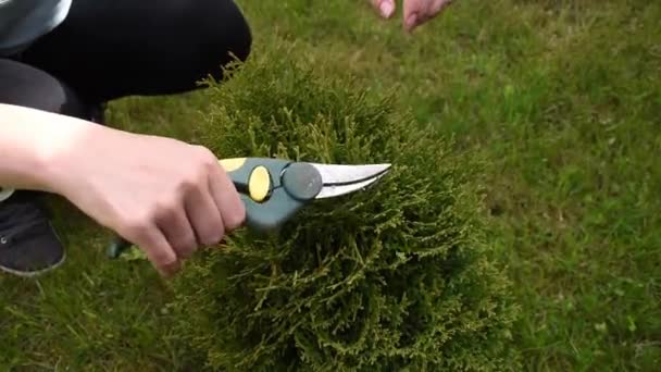 Femme jardinière avec ciseaux coupe les plantes dans le jardin en leur donnant forme . — Video