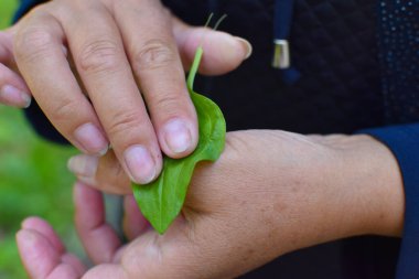 Dişi bahçıvan bir yara ile eline bir muz yaprağı koydu. Şifalı bitkiler.