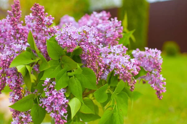 beautiful lilac flowers in basket outdoor summer. Botanical natural background