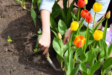 Bahçe aletleri. Bahçedeki kırmızı laleler. Yazın bahçıvanlık.