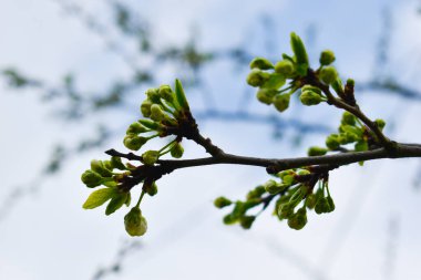 Ağaçlar çiçek açtı. Güzel kokulu tomurcuklar. Meyve ağaçları çiçek açmış.